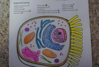 Animal cell coloring packet answers