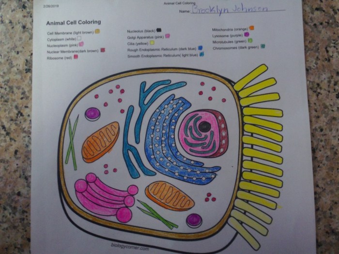 Animal cell coloring packet answers