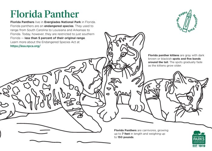 Florida panther animal coloring page