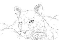 Florida panther animal coloring page