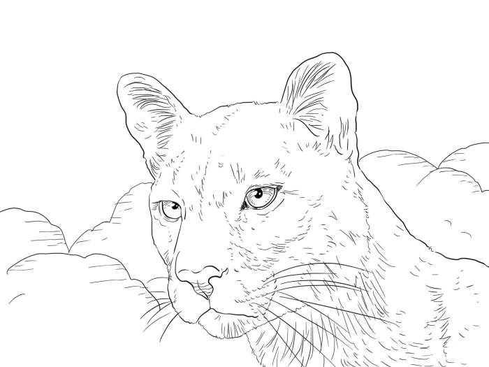 Florida panther animal coloring page