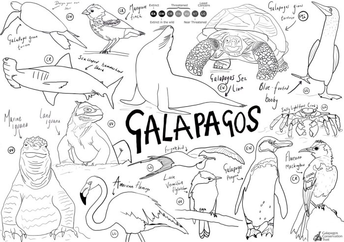 Galapagos island animals coloring pages