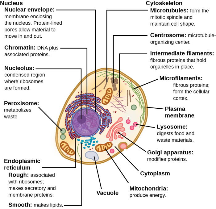 Eukaryotic animal cell coloring