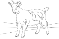 Farm animal coloring pages goat