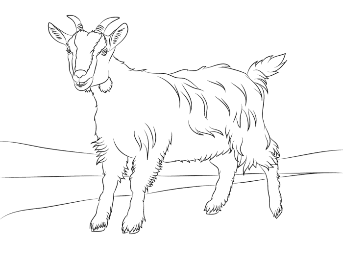 Farm animal coloring pages goat