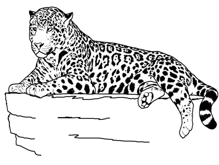 Coloring pages of a jaguar animal