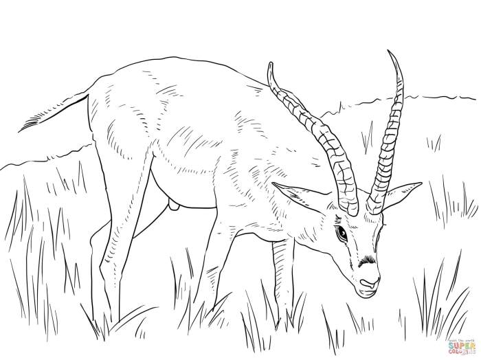 Free coloring pictures of african animals