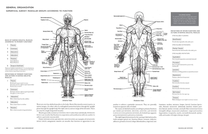 Brain anatomy coloring book pdf