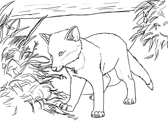 Fox animal coloring pages