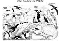 Antarctic animals coloring pages