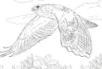 Birds of prey coloring book