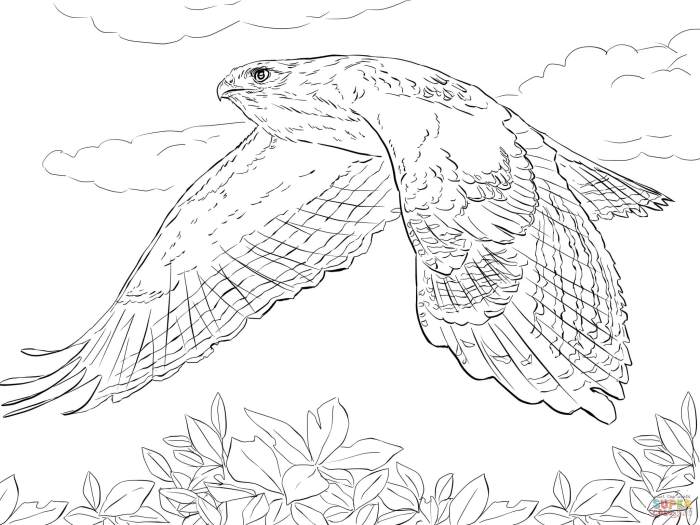 Birds of prey coloring book