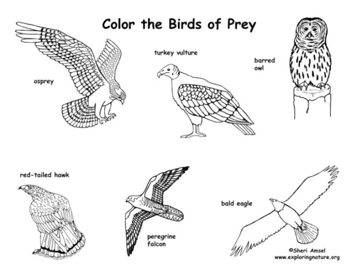 Birds of prey coloring book