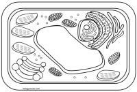 Coloring the cell animal & plant