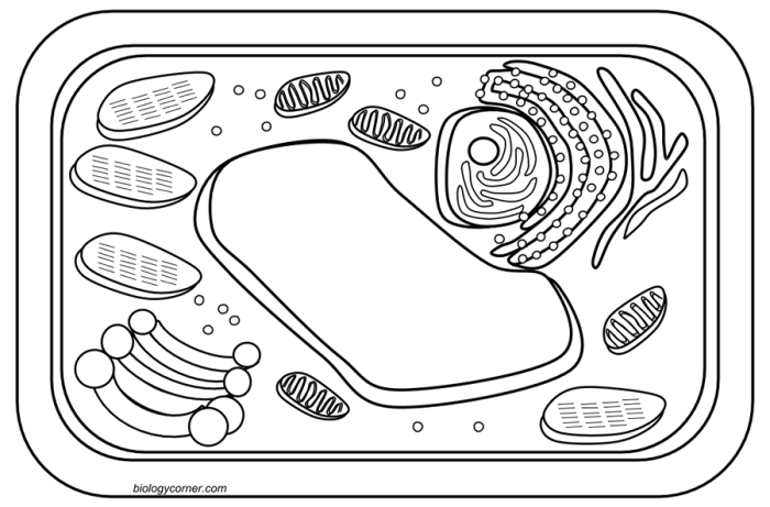 Plant and animal cells coloring page