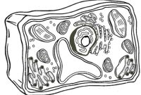 Plant and animal cells coloring page