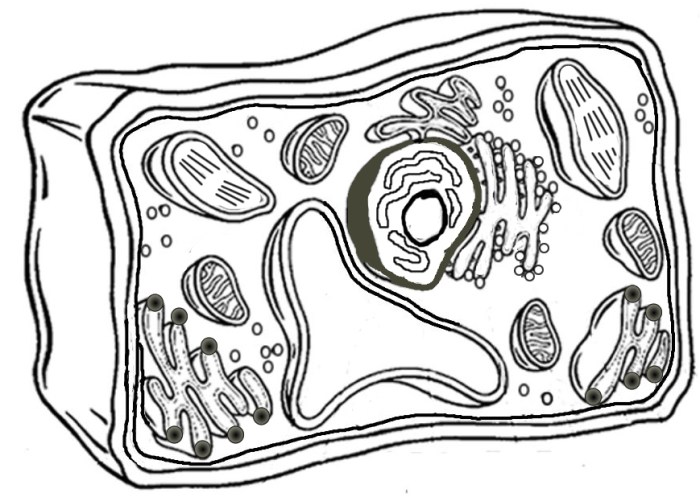 Plant and animal cells coloring page