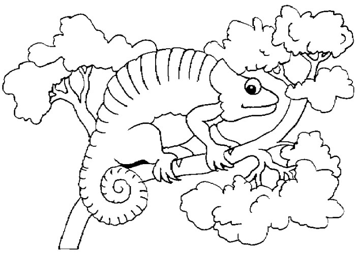 Chrysanthemum book coloring pages