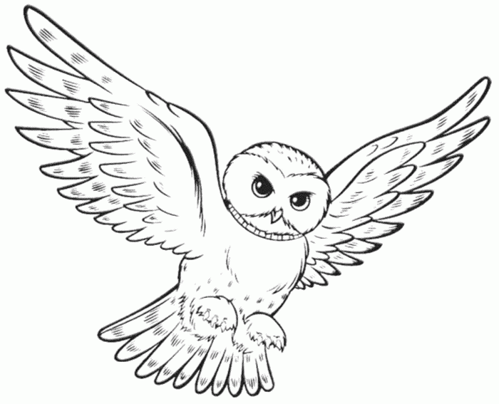 Cute coloring pages of animated owls