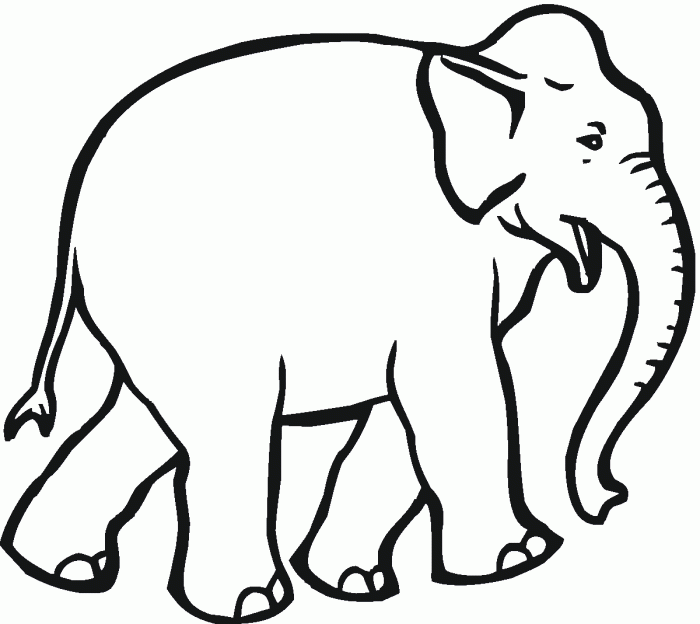 Elephant animal coloring pages