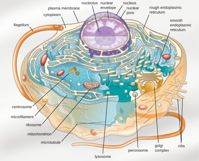 Eukaryotic animal cell coloring