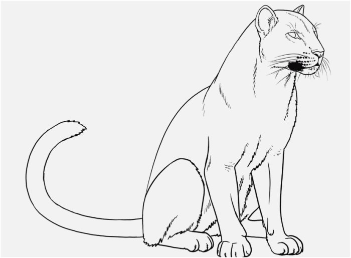 Coloring panther florida pages panthers carolina popular library clipart coloringhome