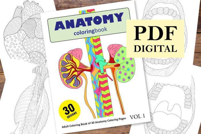 Brain anatomy coloring book pdf