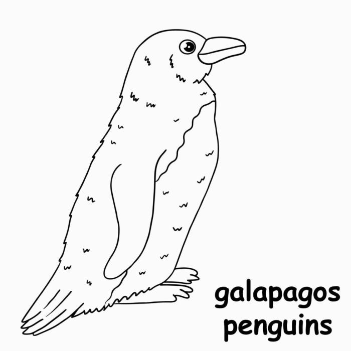 Galapagos island animals coloring pages