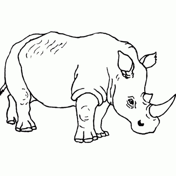 Free safari animal coloring pages