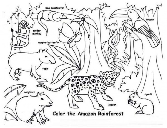 Free forest animal coloring pages