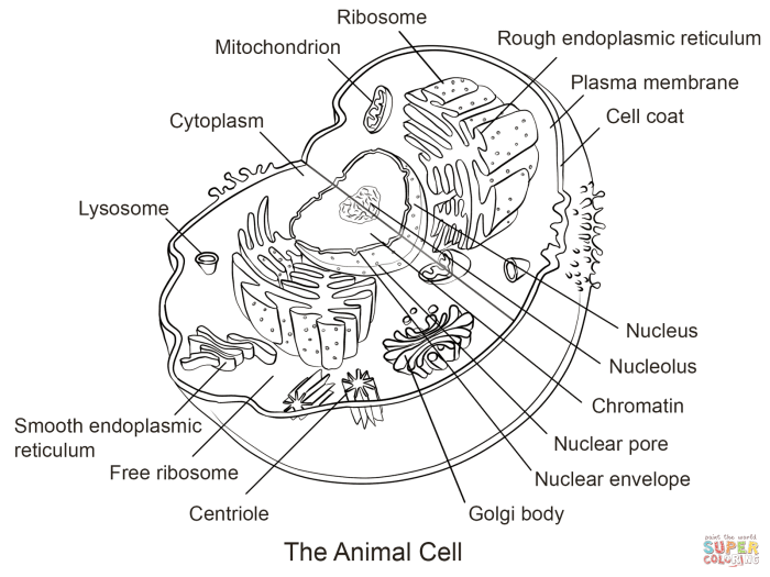 Eukaryotic animal cell coloring