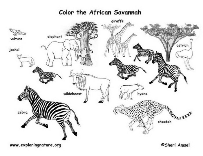 Free coloring pictures of african animals